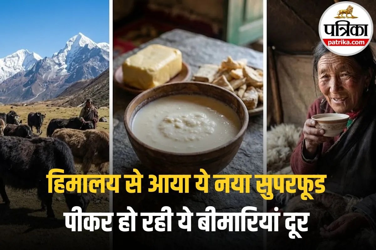 Yak Milk Benefits: बादाम-काजू भी इसके आगे फेल! 2026 में लोग क्यों हो रहे हैं इस पहाड़ी दूध के दीवाने? जानिए इस मिल्क के 5 बड़े हेल्थ फायदे