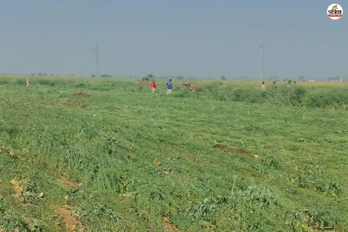 Alwar Crime: सरसों के खेत में 7 साल के बच्चे के साथ कुकर्म, फिर गला दबाकर हत्या, आरोपी गिरफ्तार