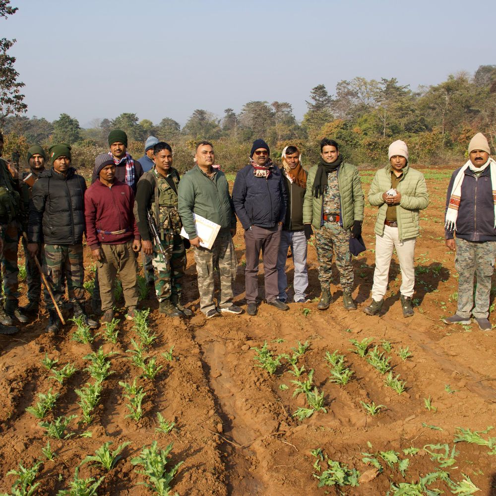 अफीम की अवैध खेती पर पुलिस ने की कार्रवाई तीन एकड़ भूमि में लगी फसल नष्ट, एक गिरफ्तार