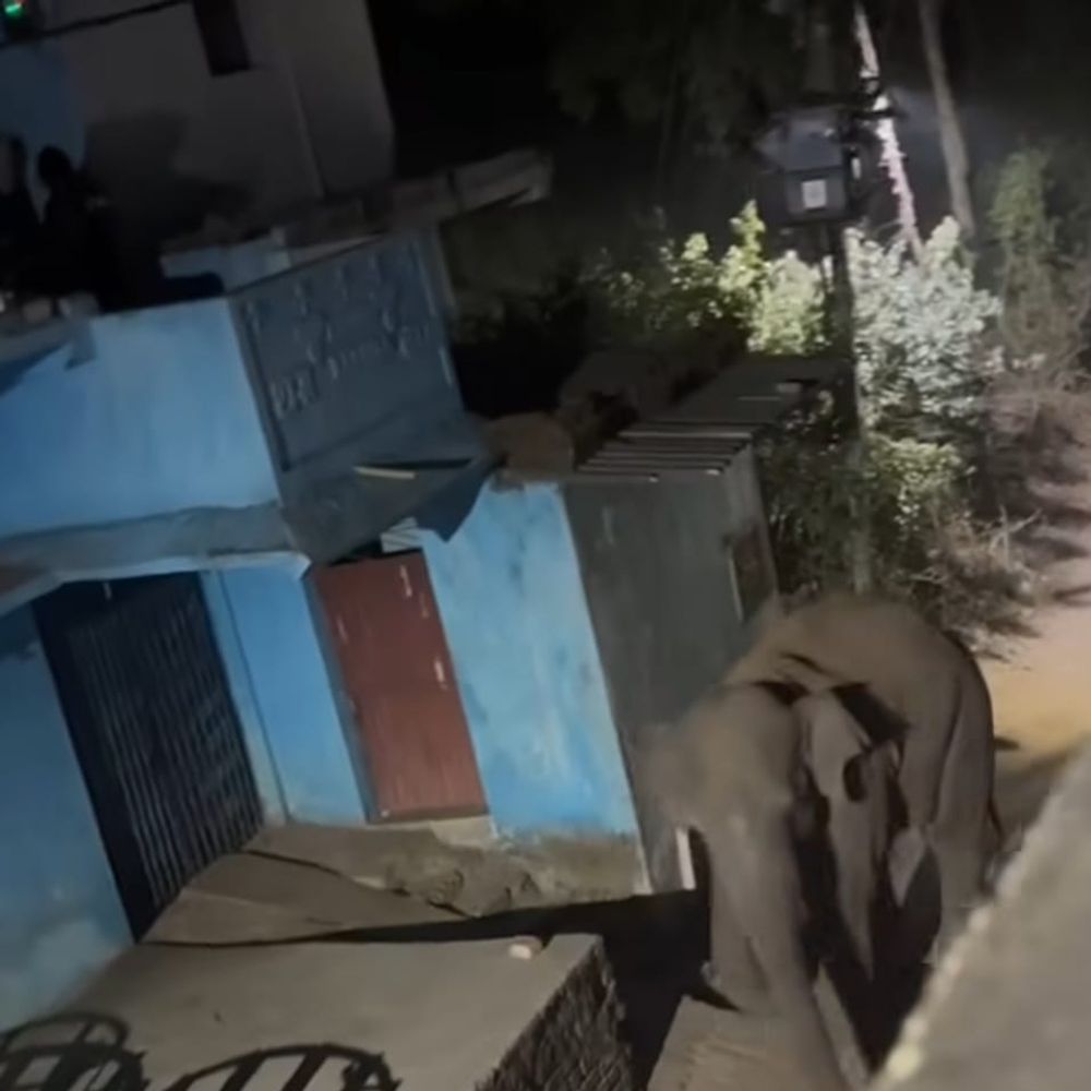 तीन महीने में नहीं भगाए जा सके 23 हाथी, 50 एकड़ फसल रौंदी, दहशत