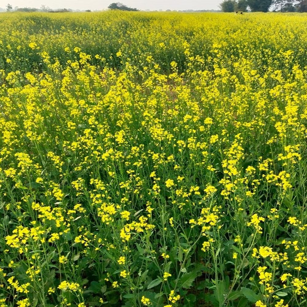 माघ के अंतिम में दिन से विदा होने लगी ठंड, पछुआ से हो रहा फागुन का अहसास