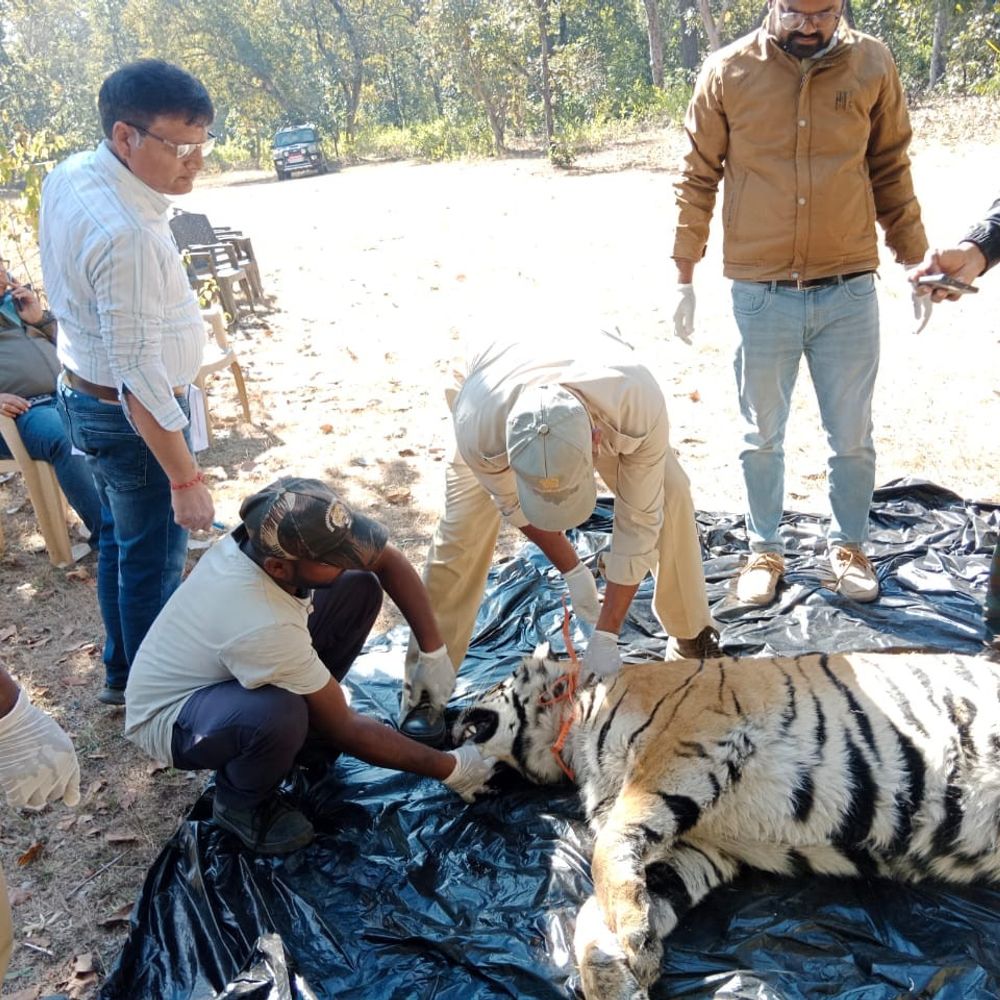 झटका मशीन के करंट से बाघिन की मौत:BTR में डॉग स्क्वाड ने की सर्चिंग, अंतिम संस्कार में पहुंचे अधिकारी