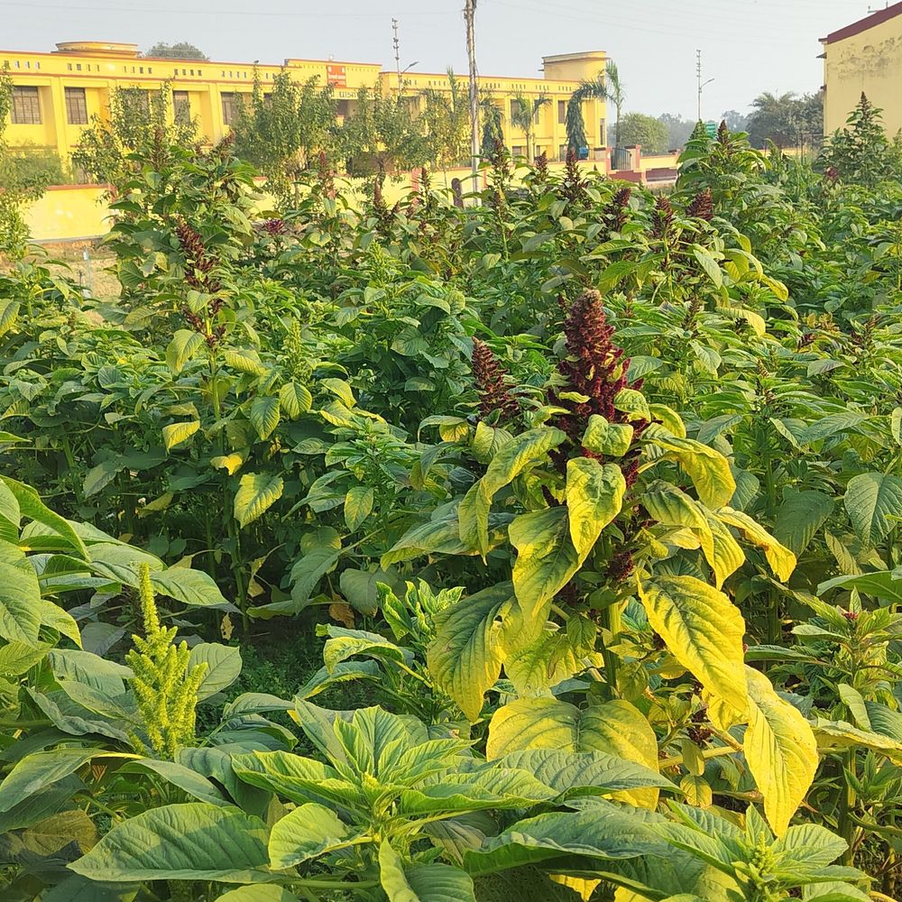 राम की नगरी में होगी रामदाने की खेती:कृषि विश्वविद्यालय के वैज्ञानिक शोध कार्य में जुटे, 2027 तक किसानों को मिलेगा उन्नत किस्म का बीज