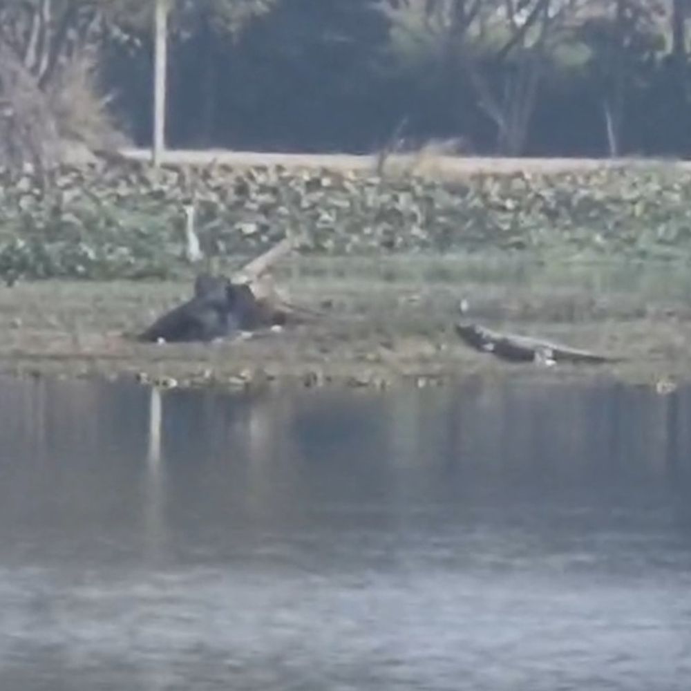 पिहानी के तालाब में दो मगरमच्छ:ग्रामीणों में दहशत, वन विभाग पर कार्रवाई न करने का आरोप