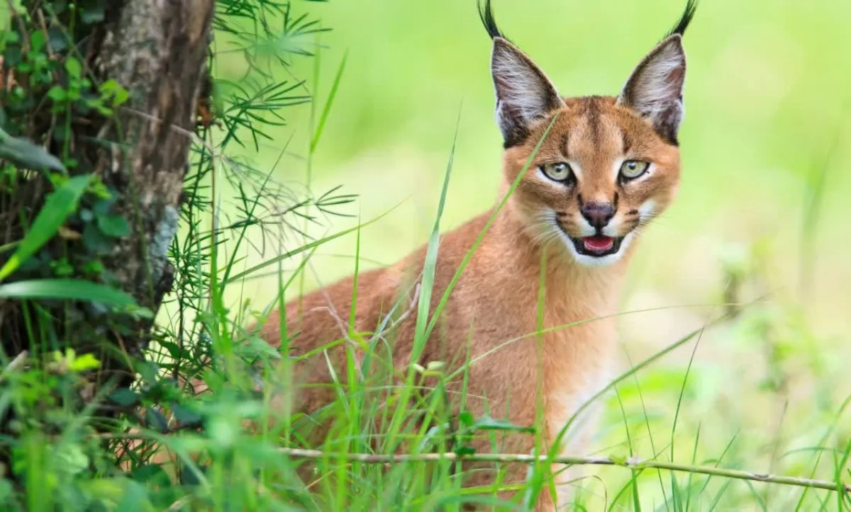 एमपी को बड़ी सौगात, अब बिल्लियों के लिए स्पेशल प्रोजेक्ट शुरु करेगी सरकार