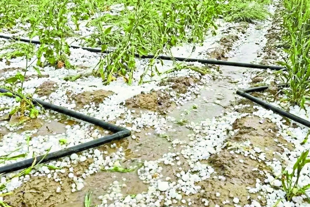 Bundi : तेज बारिश के साथ कई जगह ओले गिरे, फसलों में नुकसान