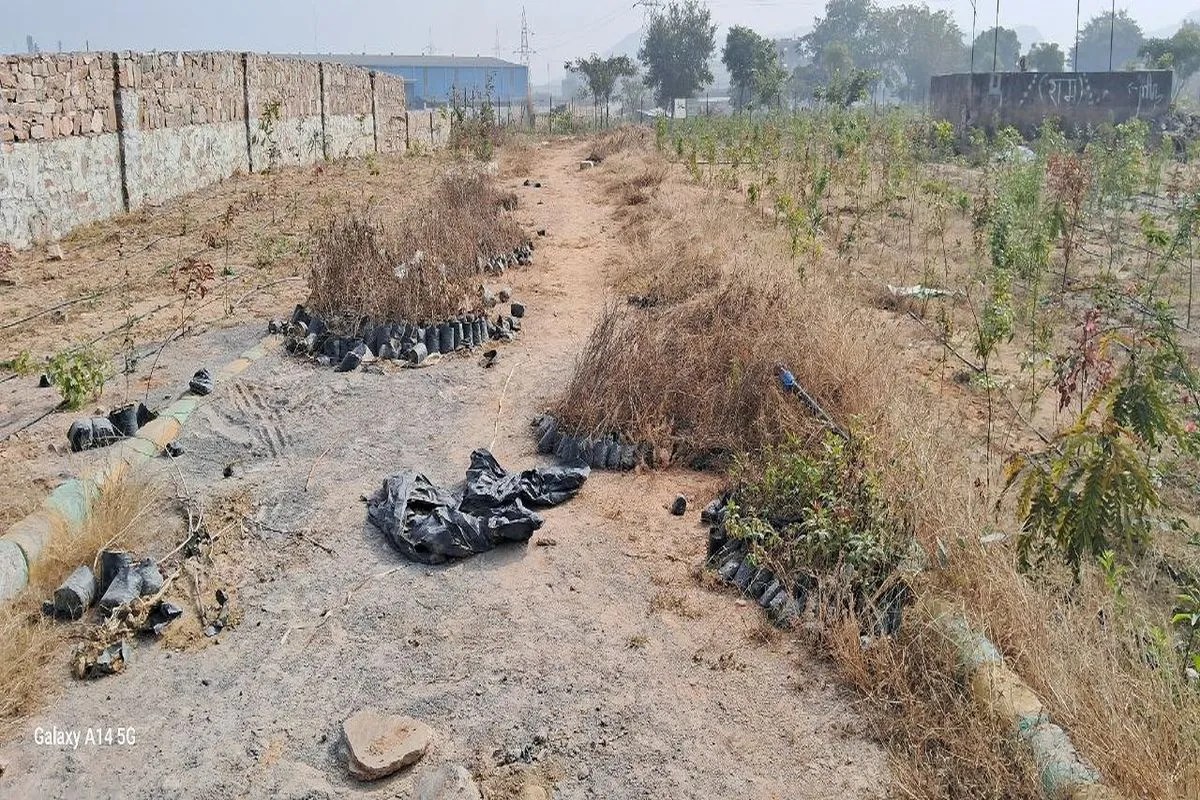 नर्सरी से लाकर नगरवन में छोड़े, बिना हवा पानी हजारों पौधे नष्ट