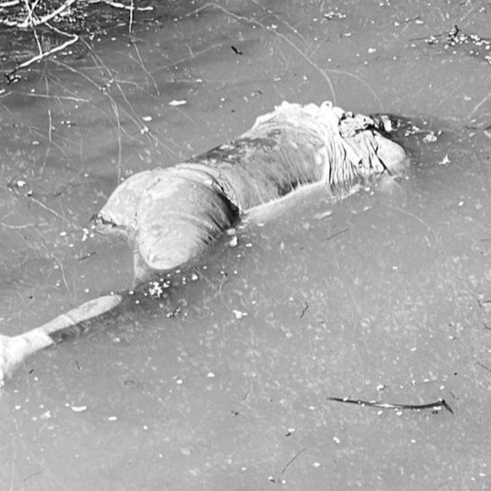 मुल्लापुर दाखा में मिला व्यक्ति का शव:पानी में पड़ा, बुरी तरह से गला, नहीं मिला पहचान संबंधी दस्तावेज