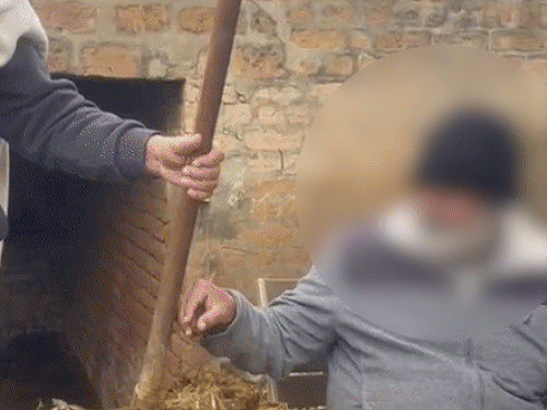 सिरसा में हजार रुपए की शर्त लगा खिलाया गोबर, VIDEO:शराब पिलाने के बहाने पशुबाड़े में बुलाया, वीडियो वायरल की, मजाक बना तो 3 पर FIR कराई