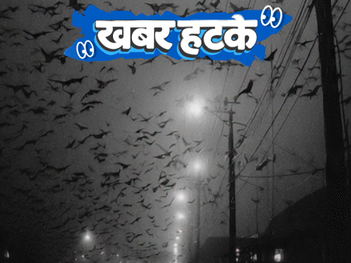 खबर हटके-दो बहनों ने खून से राष्ट्रपति को पत्र लिखा:शहर पर चमगादड़ों का कब्जा, घर छोड़कर भाग रहे लोग; कीड़ों को मारकर शोक सभा रखी