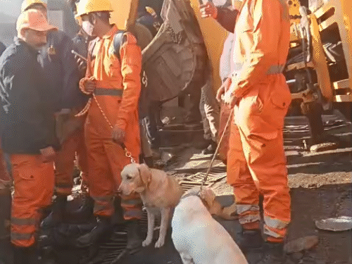 सोलन में अर्की बाजार अग्निकांड, 7 लोग अभी भी लापता:खोजी कुत्ते सर्च ऑपरेशन में शामिल; क्षत-विक्षत हालत में मिल रहे बॉडी पार्ट्स