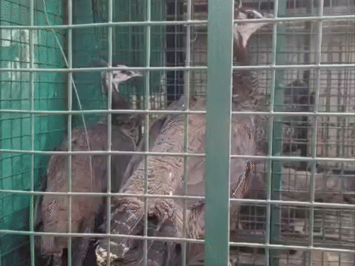 सहरसा के ईंट भट्ठे से 5 मोर रेस्क्यू:वन विभाग ने अवैध रूप से बंधे मोरों को बचाया, जल्द छोड़े जाएंगे