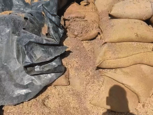 छत्तीसगढ़ में 26 करोड़ के धान का नुकसान:पेंड्रा में खुले में सड़ गया, कवर्धा में चूहे खा गए, जशपुर में गायब, महासमुंद में सूखत