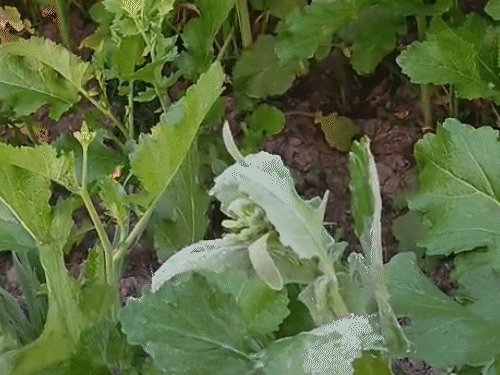 समस्तीपुर में ठंड का असर कमर, धूप खिलने से राहत:19 जनवरी से फिर बदल सकता है मौसम, पछिया हवा चलने से कनकनी बरकरार