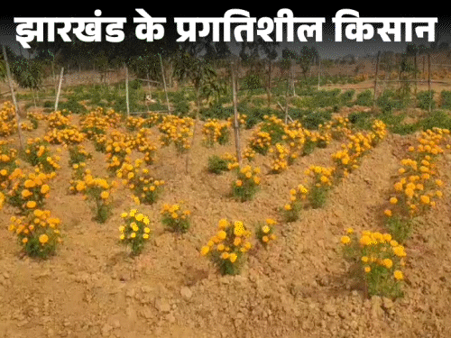 आम बगान के बीच में गेंदा फूल की खेती:जामताड़ा की किसान शेफाली मरांडी की पहल, किसानों की जिंदगी में ला रही बहार‎