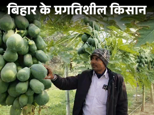 नालंदा के किसान हर महीने कर रहे 70000 की कमाई:धान-गेहूं छोड़ करने लगे पपीता की खेती, साथ-साथ मछली पालन भी कर रहे