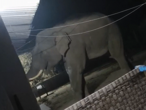 ​​​​​​​हाथी का उत्पात, 7 दिन में 16 लोगों को मारा:चाईबासा में फिर 6 लोगों को कुचला, हाथी को ट्रेंकुलाइज कर काबू करने की तैयारी