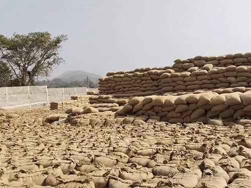 जशपुर खरीदी केंद्र से 20,586 क्विंटल धान गायब:रिकॉर्ड में हेराफेरी कर 7 करोड़ का घोटाला, फड़ प्रभारी अरेस्ट, 6 के खिलाफ FIR