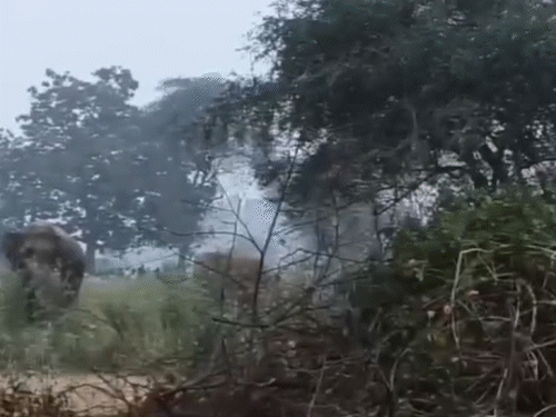 गुमला के भरनो में घूम रहे 16 हाथी:जानमाल की‎ सुरक्षा को लेकर 15 फरवरी तक निषेधाज्ञा लागू‎, वन विभाग व क्यूआरटी टीम पहुंची