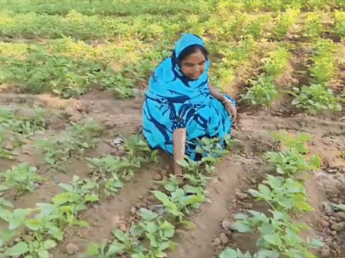 हड़िया-शराब का काम छोड़ा, हेमावती ने बदली जिंदगी:लाह-आलू की खेती से मिली नई पहचान, बनीं आत्मनिर्भर; हो रही अच्छी आमदनी