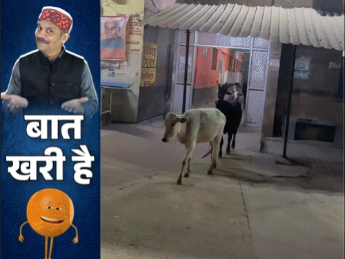 UP में ब्राह्मणों पर आफत, SDM साहब चोटी काटेंगे:गाय-बछड़ों ने अस्पताल पर छापा मारा, बृजभूषण को भूले BJP के दिग्गज