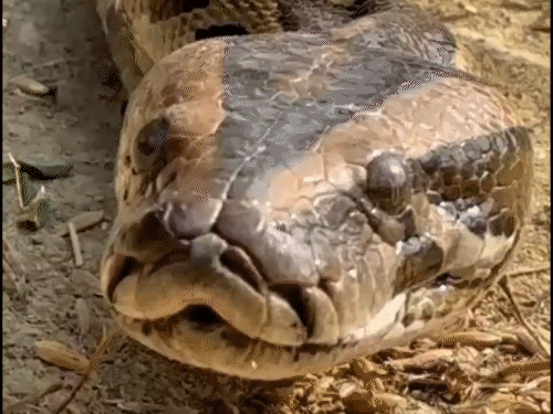 केशोपुर गांव में दिखा 15 फीट लंबा अजगर:स्नेक रेस्क्यूअर ने सुरक्षित किया रेस्क्यू ,15 किलो से अधिक वजन