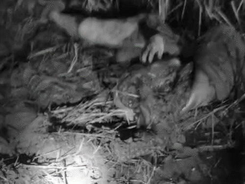 बोकारो में कार से खींचकर सब्जी विक्रेता को कुचला:पहले कार पलटने की कोशिश, फिर कुचलकर मार डाला, इलाके में दहशत