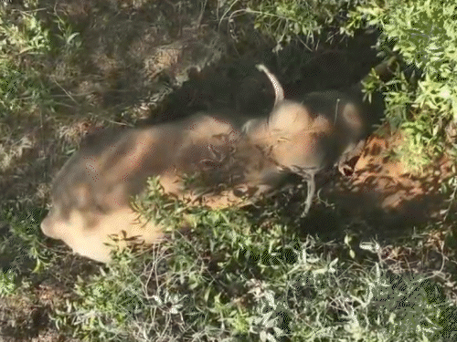 चाईबासा में दंतैल हाथी का आतंक, 22 लोगों की मौत:तीन दिन से ड्रोन भी ट्रैक नहीं कर पा रहा, ग्रामीण रात में जाग पहरेदारी करने को मजबूर