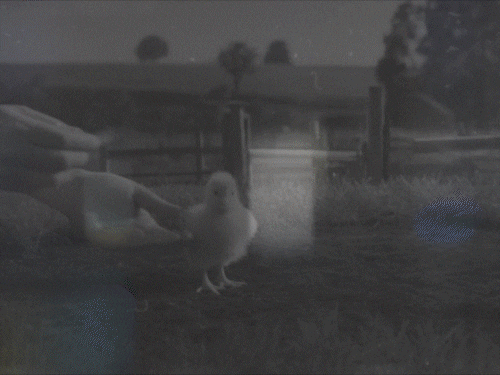 न्यू ईयर पर स्टेरॉयड वाले 50 हजार मुर्गों की डील:50 ग्राम का चूजा 21 दिन में ढाई किलो, एजेंट बोले-60 दिन इंतजार नहीं करते, दवा जरूरी