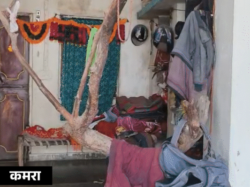 बाथरूम, किचन और कमरे से निकल रहे पेड़:गांव में सड़क बनी तब भी एक भी नहीं काटा, पहले बच्चे का नाम देवताओं का