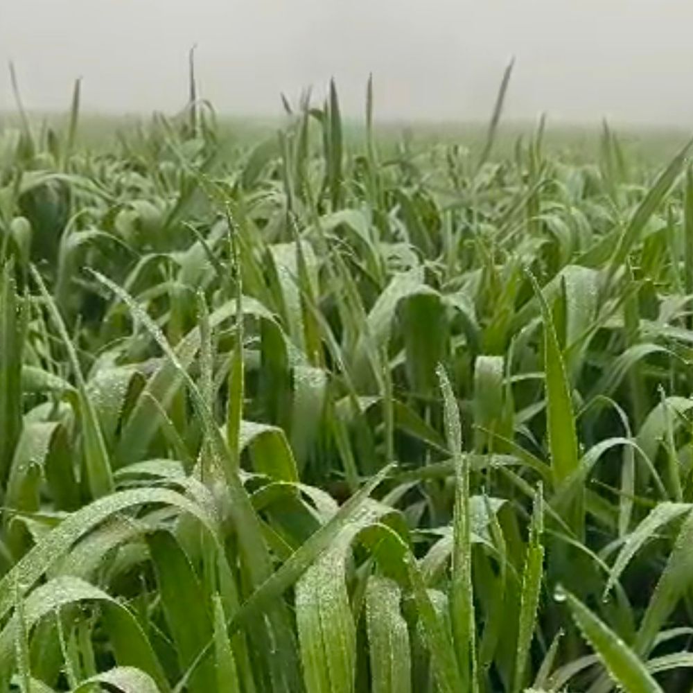 धार में 2.3 डिग्री गिरा पारा, ठंडक बढ़ी:हल्का कोहरा छाया, किसान बोले- ठंड से फसलों को फायदा