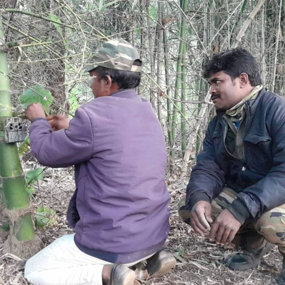 बांधवगढ़ टाइगर रिजर्व में बाघ गणना पूरी:1300 ट्रैप कैमरे और 800 से अधिक कर्मचारी 25 दिन तक रहे तैनात