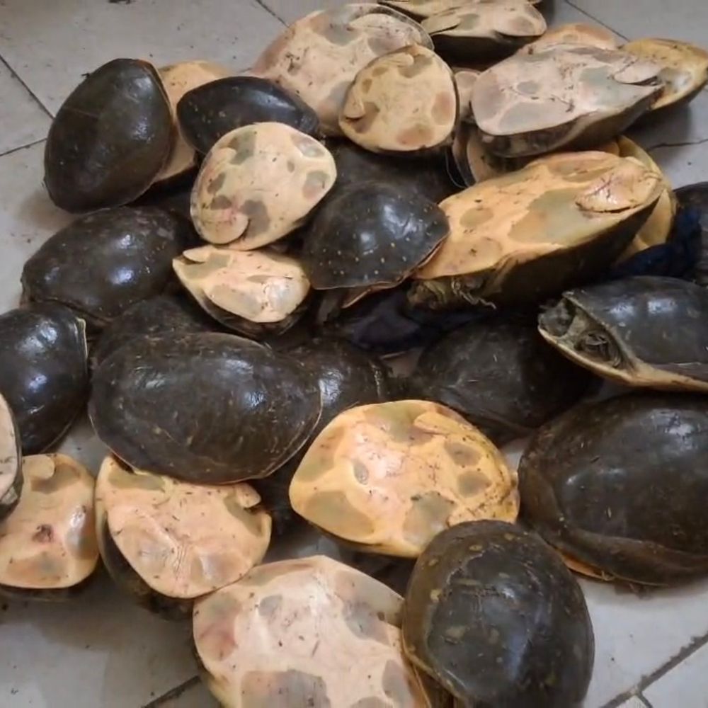 सासाराम स्टेशन पर कालका मेल से 311 कछुए बरामद:आरपीएफ और वन विभाग की संयुक्त कार्रवाई, जनरल कोच से मिले 11 संदिग्ध बोरे