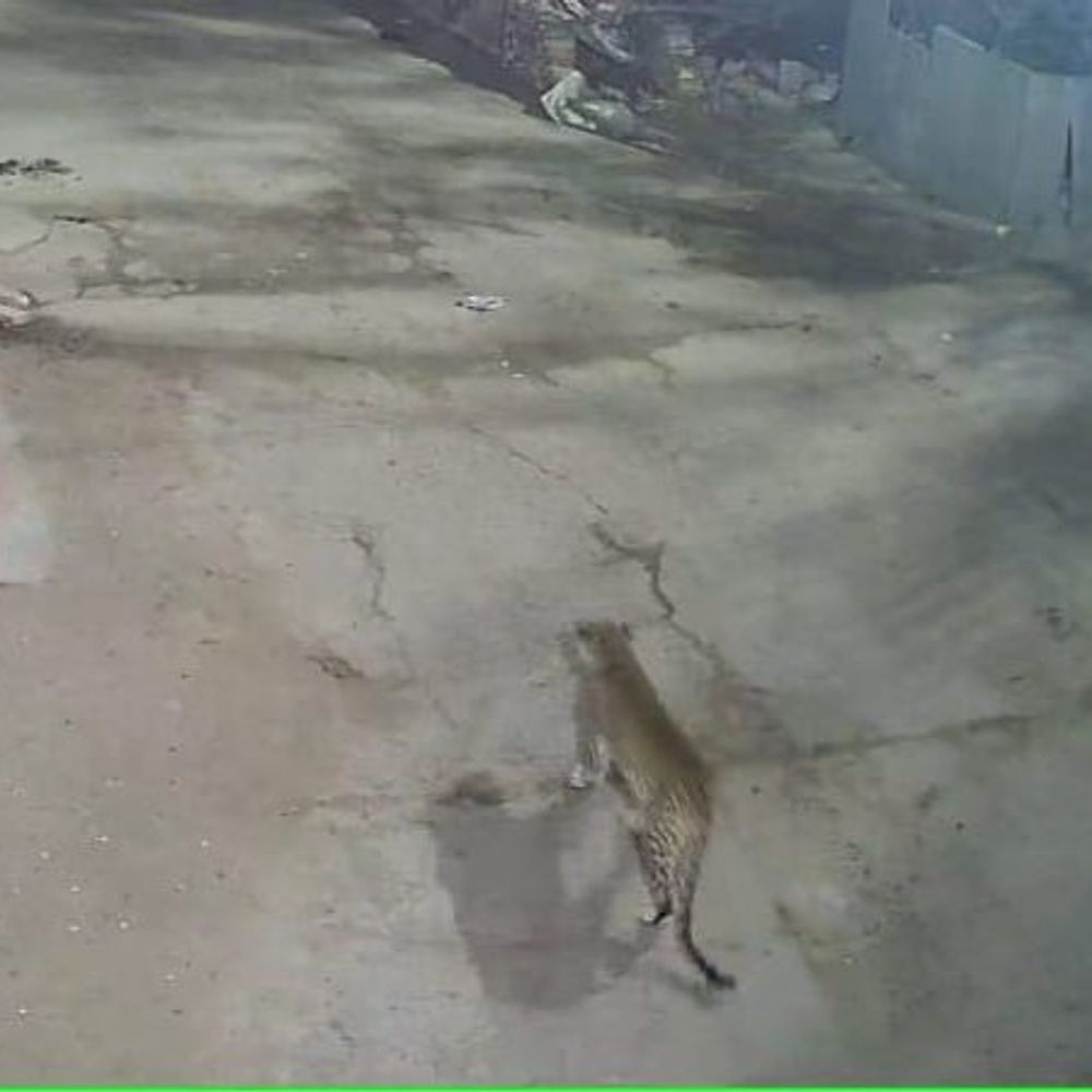 तारानगर की गलियों में रात में दिखा लेपर्ड:सीसीटीवी में कैद हुआ मूवमेंट, युवक को देख 40 सेकेंड ठहरा