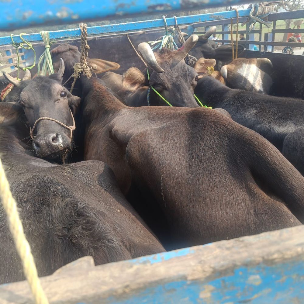 किशनगंज में मवेशी तस्करी पर कार्रवाई, 6 गोवंश बरामद:एक पिकअप से बरामद, एक तस्कर अरेस्ट; चालक वैध कागजात नहीं दिखा पाया