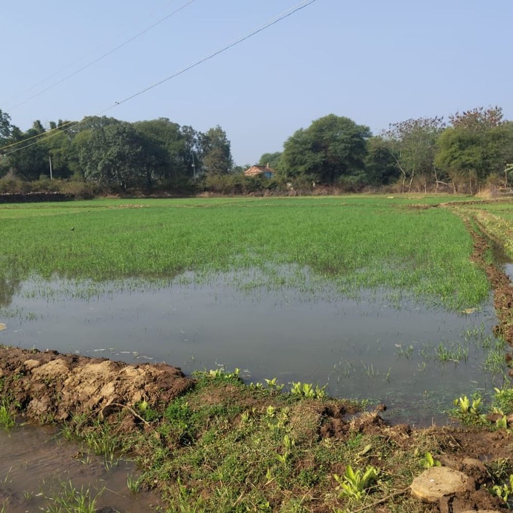 खेतों में भरा नहर का पानी:दमोह में किसान बोले- गेहूं की फसल बेकार; कलेक्टर को ज्ञापन सौंपकर मुआवजे की मांग