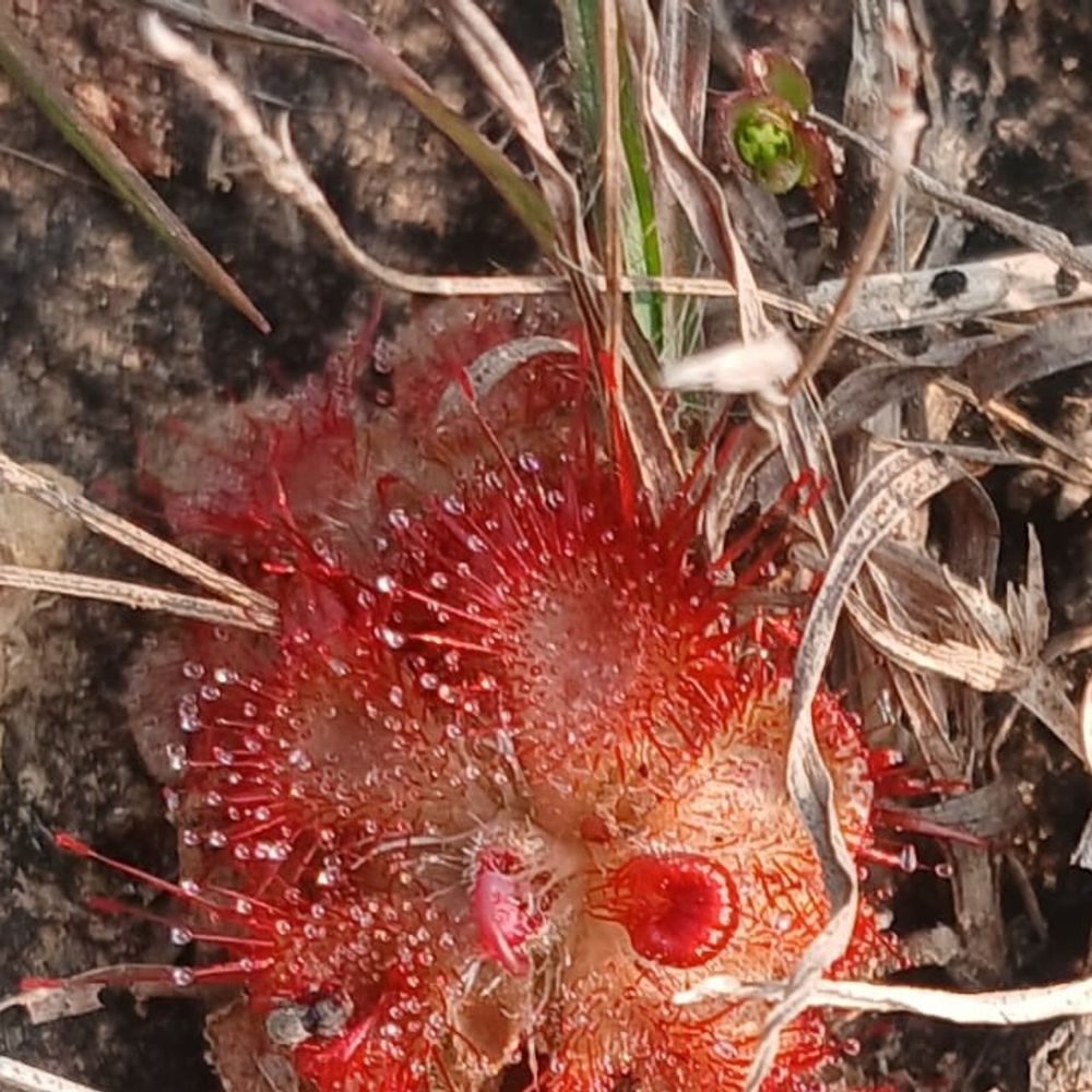 दलमा फोरेस्ट रिजर्व में मिला ड्रोसेरा बर्मानी पौधा:कीट, लार्वा और छोटे जीव खाता है , वैज्ञानिकों के लिए बना शोध का केंद्र