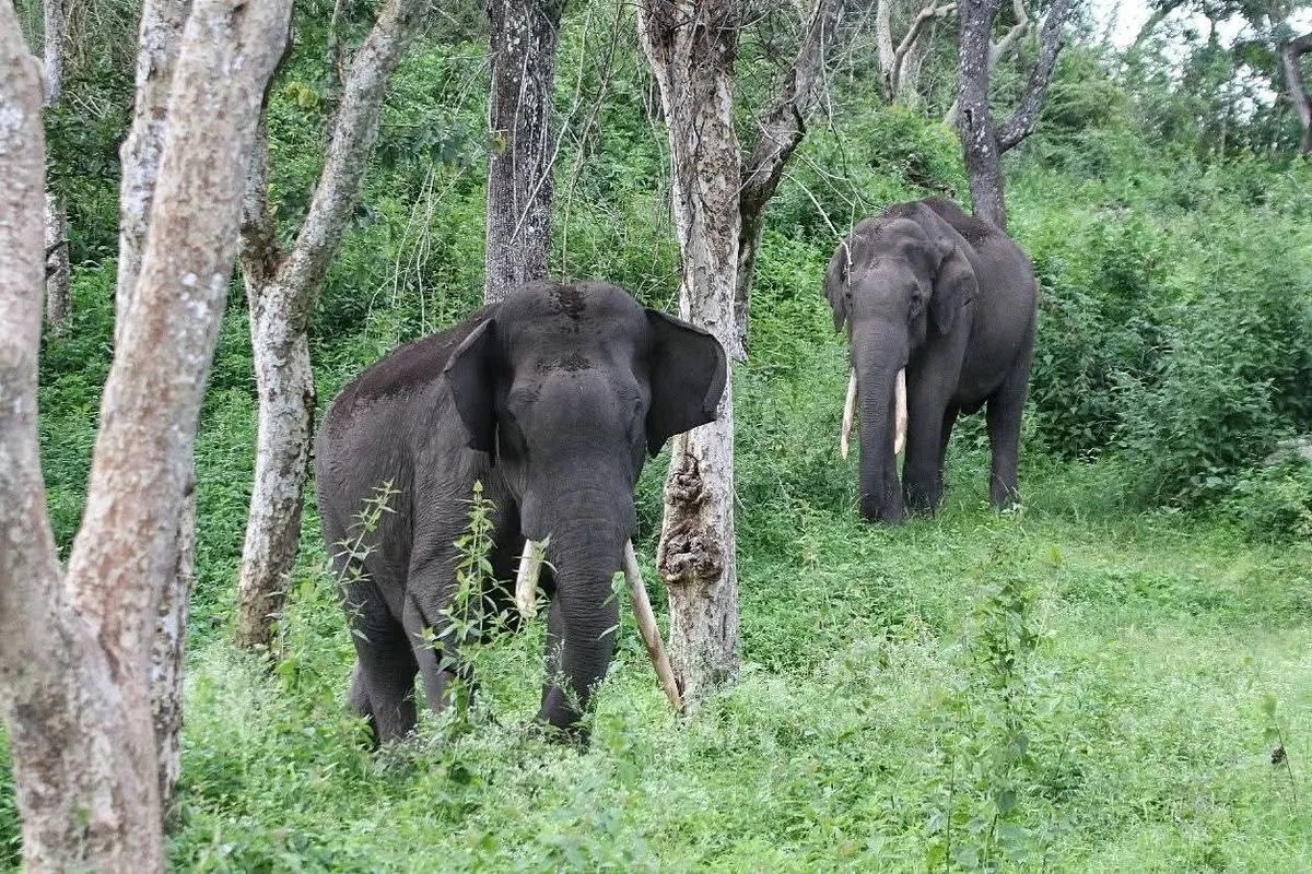 आधुनिक तकनीक से मानव-वन्यजीव संघर्ष पर काबू पाने के प्रयास जारी : खंड्रे