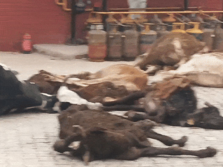 1.79 करोड़ का पशु शवदाह प्लांट 4 माह में बंद:मृत गायों के ढेर लगने पर हंगामा, तब चंडीगढ़ नगर निगम जागा, 25 कर्मचारियों पर सस्पेंशन की तलवार