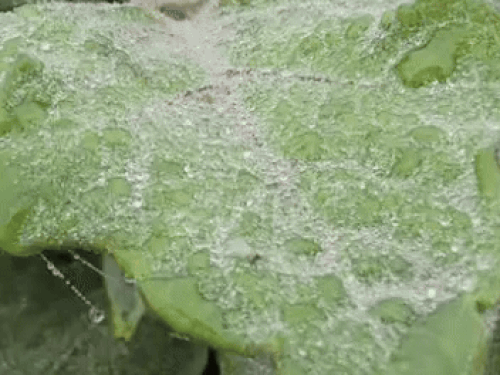 हरियाणा के 13 जिलों में सीवियर कोल्ड डे का अलर्ट:कोहरा भी छाएगा, शून्य के करीब पहुंचेगा पारा, सोनीपत में 1.6 डिग्री तापमान