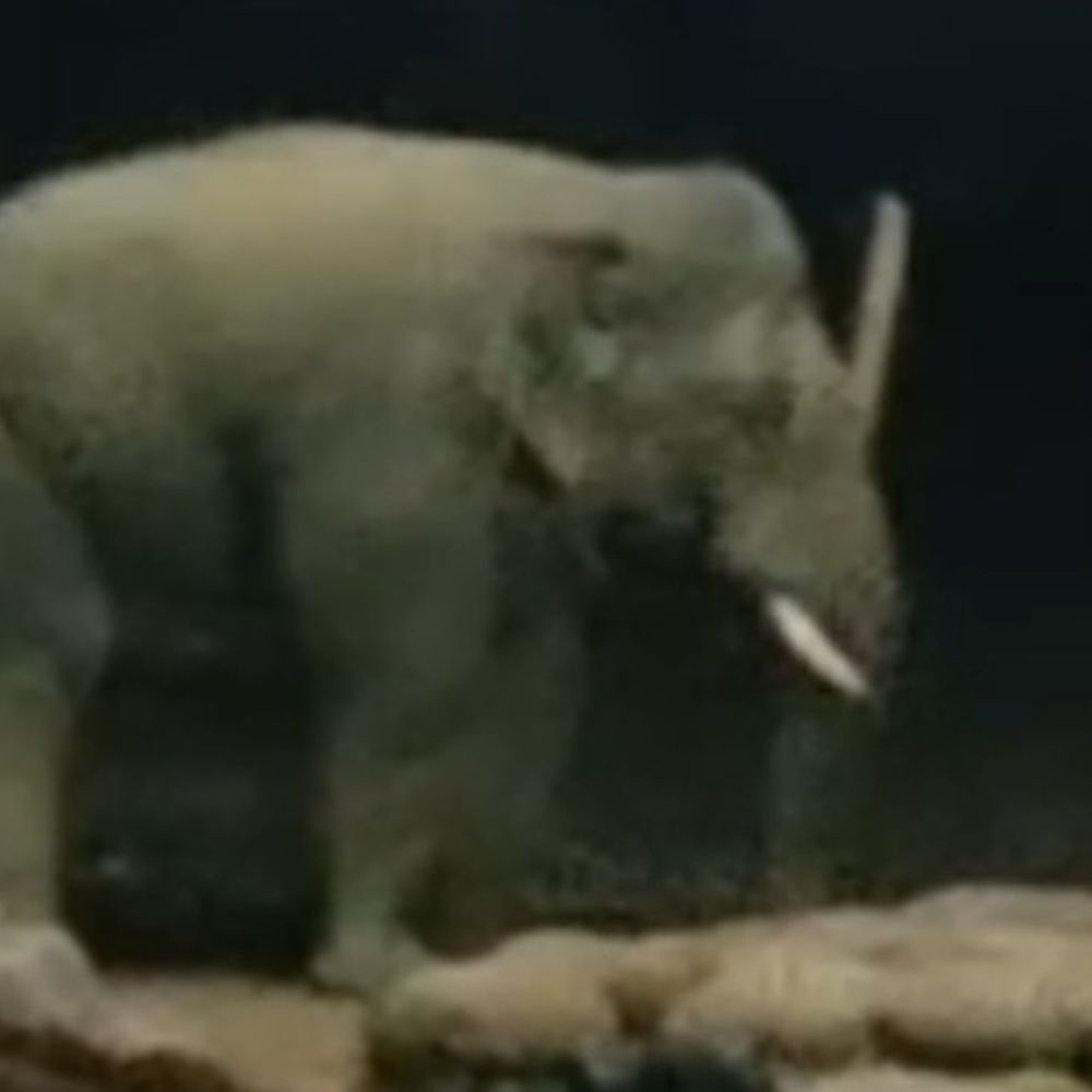 कोरबा के चचिया धान केंद्र में घुसा हाथी:कर्मचारियों में अफरा-तफरी, वन विभाग ने जंगल की ओर खदेड़ा