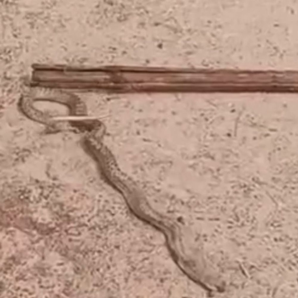 बांका में झंडे के पाइप से निकला सांप:अफरा-तफरी में तिरंगा जमीन पर गिरा, वीडियो वायरल, प्रोटोकॉल उल्लंघन पर उठे सवाल