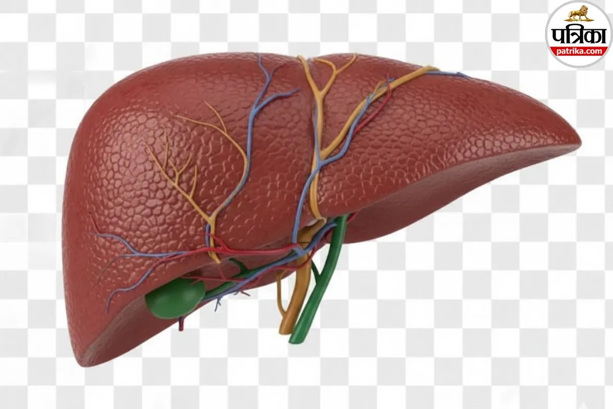 Fatty Liver: बस एक गलती और 35 की उम्र में लिवर फेल! अभी जानें फैटी लिवर से कैंसर तक का सफर