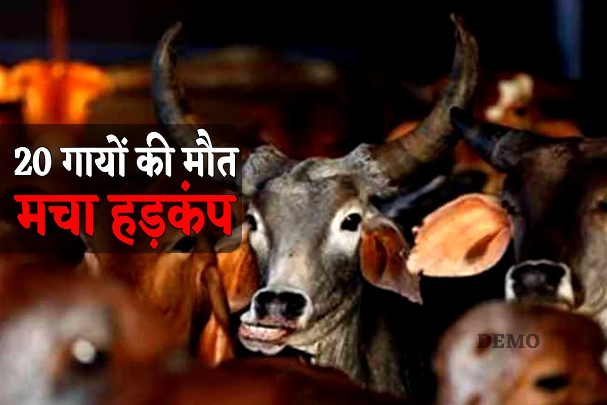 इंदौर में 22 लोगों की मौत के बाद अब 20 गायों की मौत, कांग्रेस ने जारी किया भयावह वीडियो