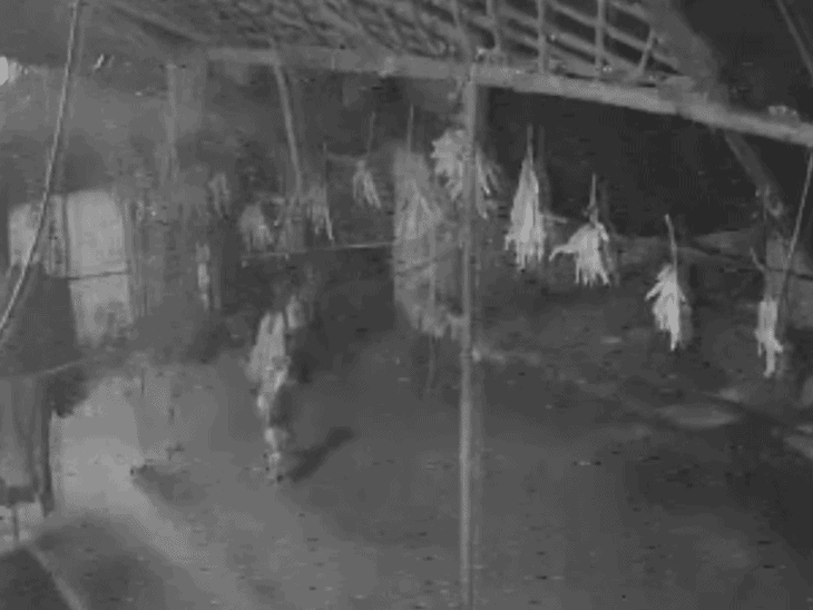 कोलारस में महिला की बहादुरी से चोरी नाकाम हुई:घर में घुसे चोर को पकड़कर रस्सी से बांधा, पुलिस के हवाले किया