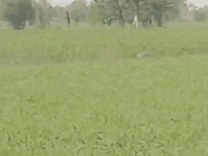 सीहोर के जमनी पड़ली गांव में दिनदहाड़े तेंदुआ नजर आया:हिरणों का पीछा करते वीडियो; एक हफ्ते से गांवों में दहशत