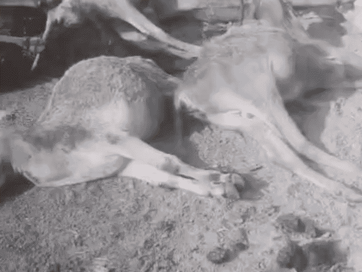 गोरखपुर की गौशाला में लोगो ने लगाया लापरवाही का आरोप:वीडियो सामने आने के बाद अधिकारियों में मची हलचल, देखें VIDEO