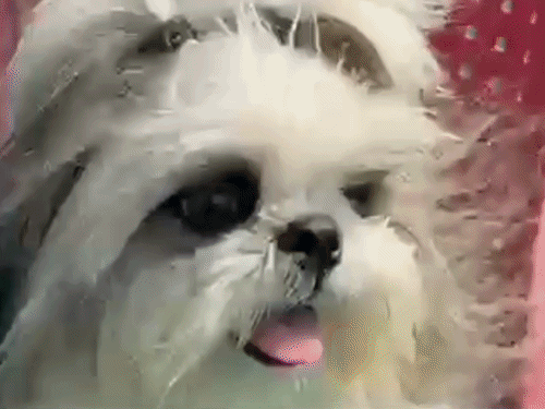 गोरखपुर महोत्सव में शुरू हुआ ‘डॉग शो’…VIDEO:देश के कोने- कोने आए चुनिंदा ब्रीड दिखाएंगे रोचक स्टंट, दर्शकों में अभी से उत्साह