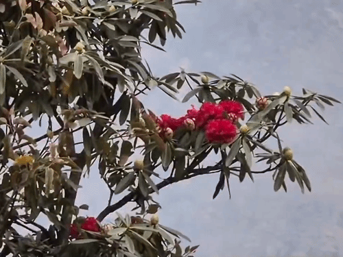 ‘बुरांश का जल्दी खिलना खतरे की घंटी’:नौटियाल बोले- सरकार इसे हल्के में ले रही; पर्यावरणविद का दावा- ये स्थायी बदलाव नहीं