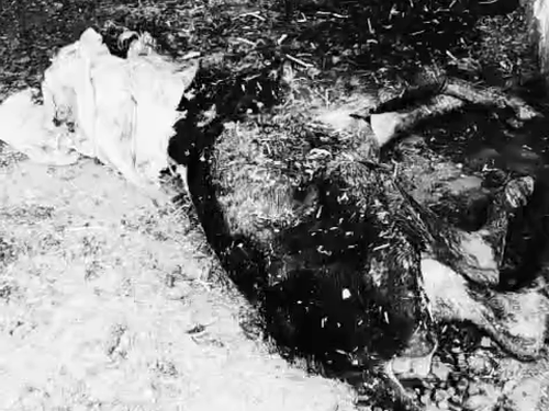 पशुधन मंत्री के क्षेत्र में गौशाला में गौवंश की दुर्दशा:बरेली की सरकारी गौशाला में तड़पकर मर रही गायें, हिंदूवादी संगठनों का भारी हंगामा